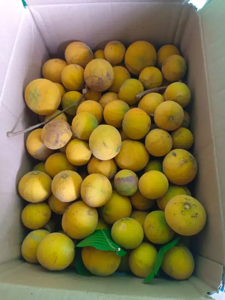 Kecapi buah langka banget