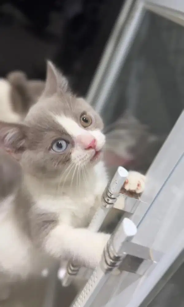 Kucing BSH Oddeyes