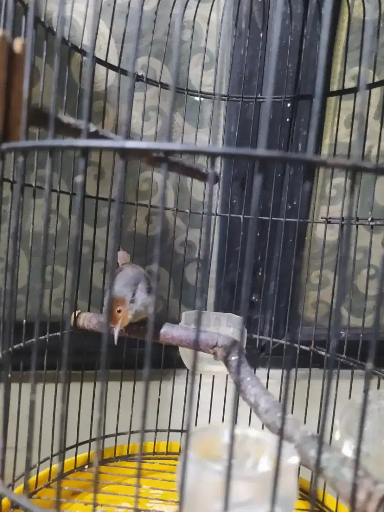 Burung prenjak atas Klawu Jantan