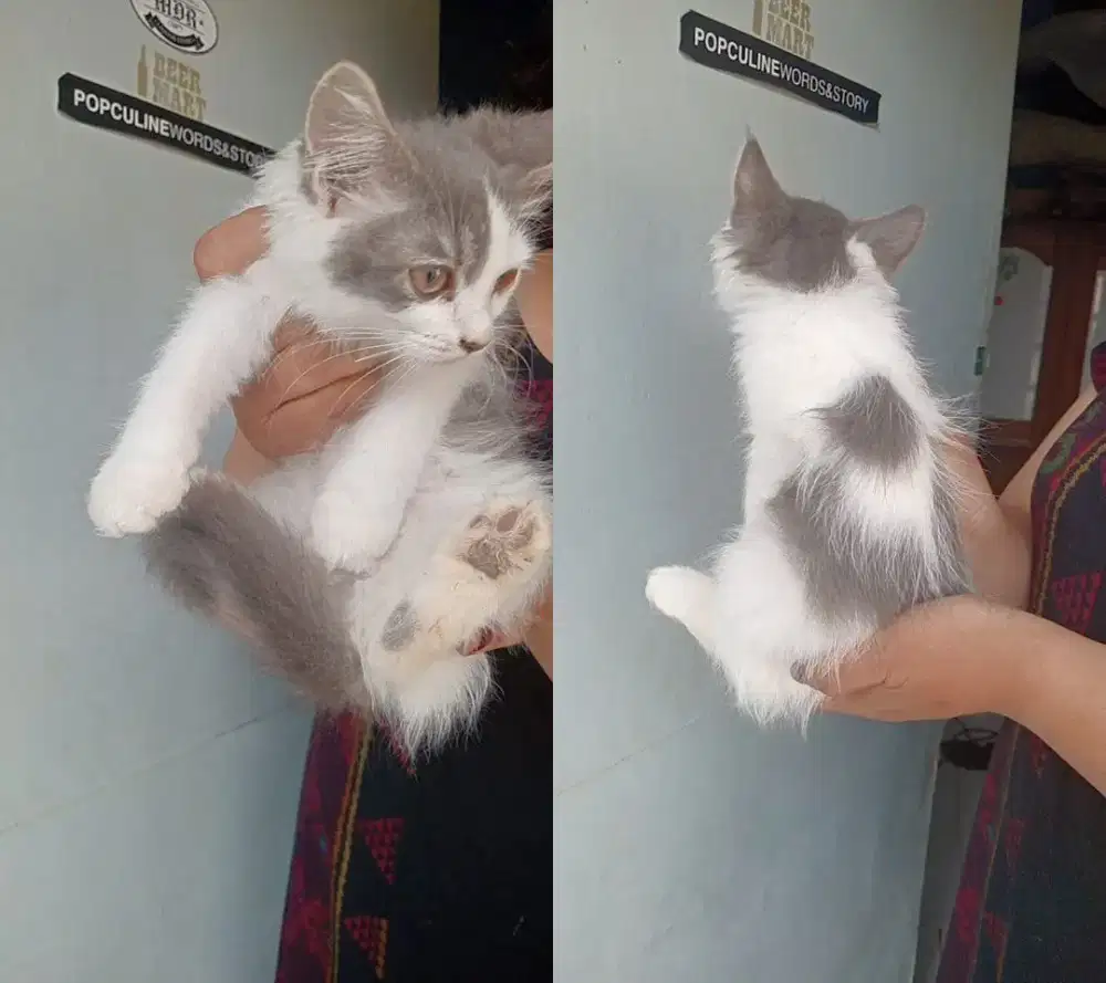 Silangan Persia Munchkin X Persia Bigbone