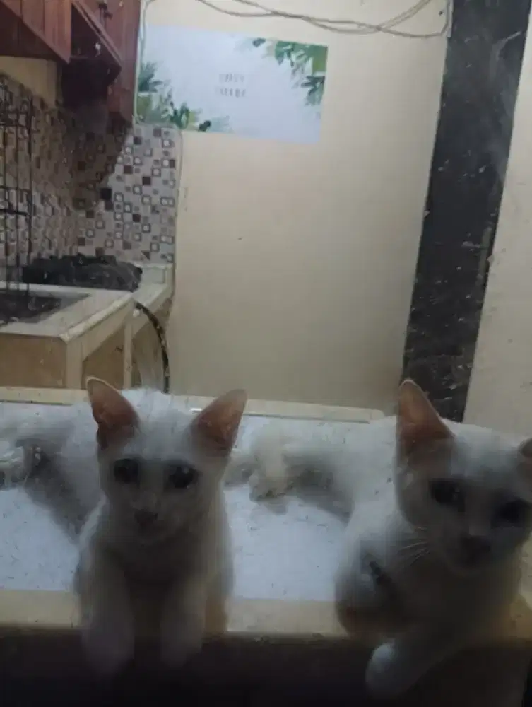 Himalaya White Betina