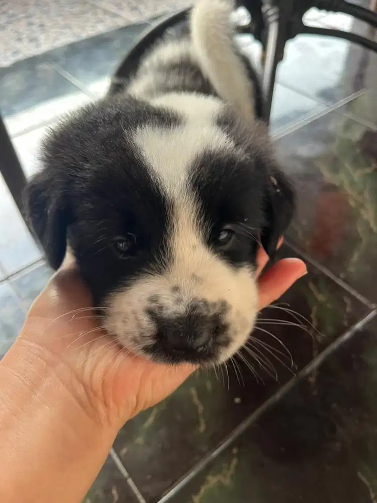 Anak Anjing Border Collie