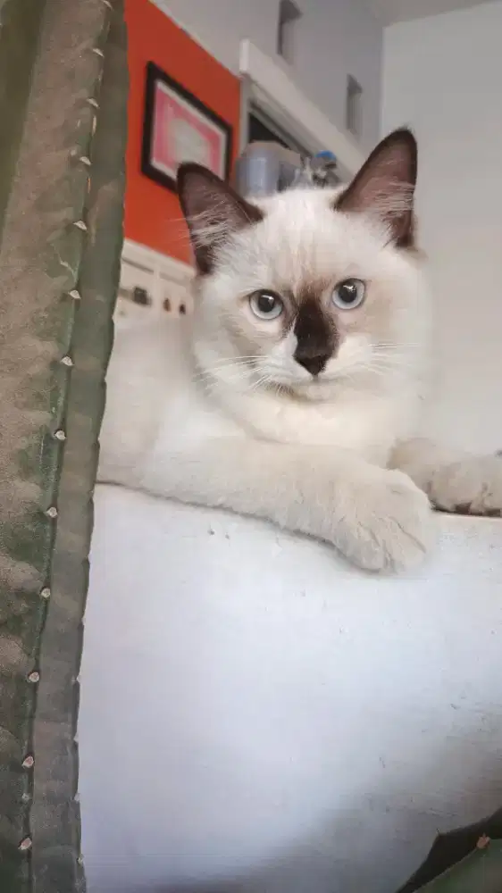 Himalaya Ragdol