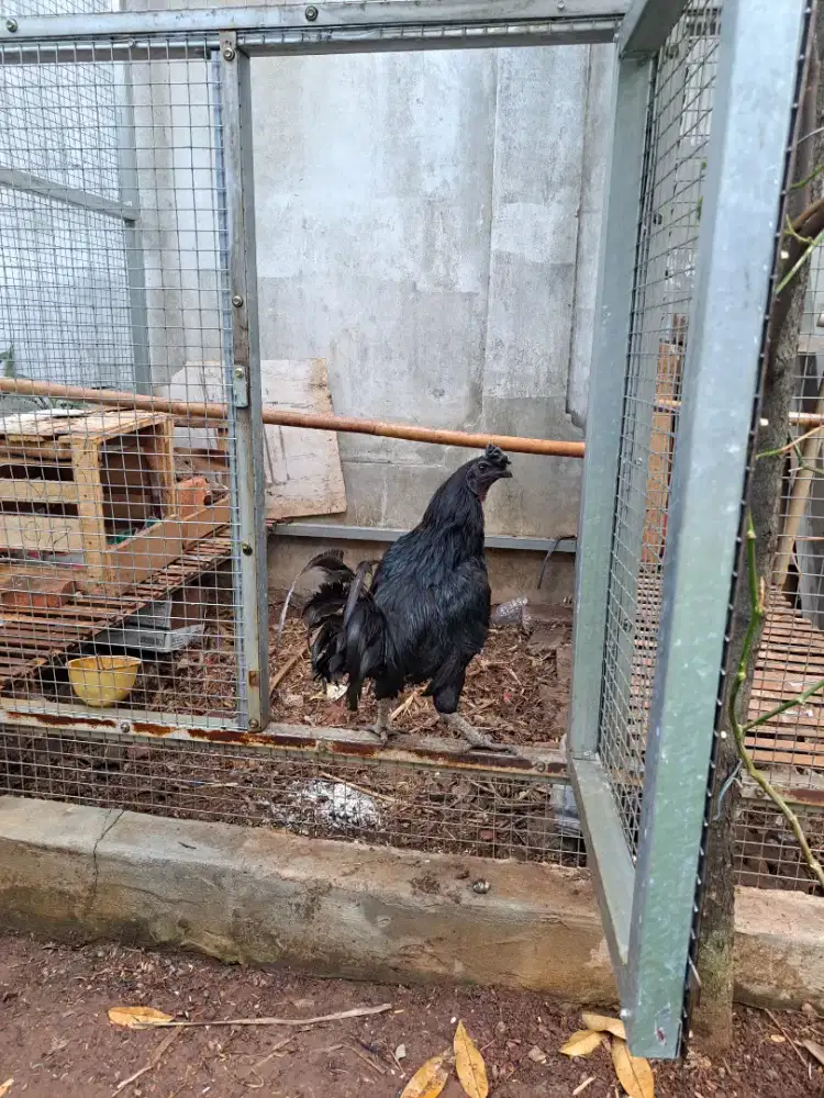 Ayam Cemani Hitam