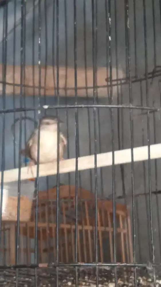 Anakan Burung cigun belajar bunyi