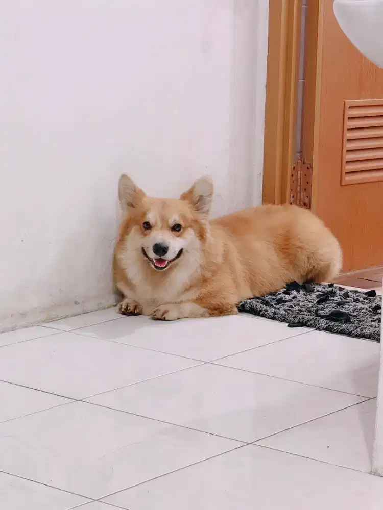 Dijual anjing whelsh corgi jantan long hair stambum