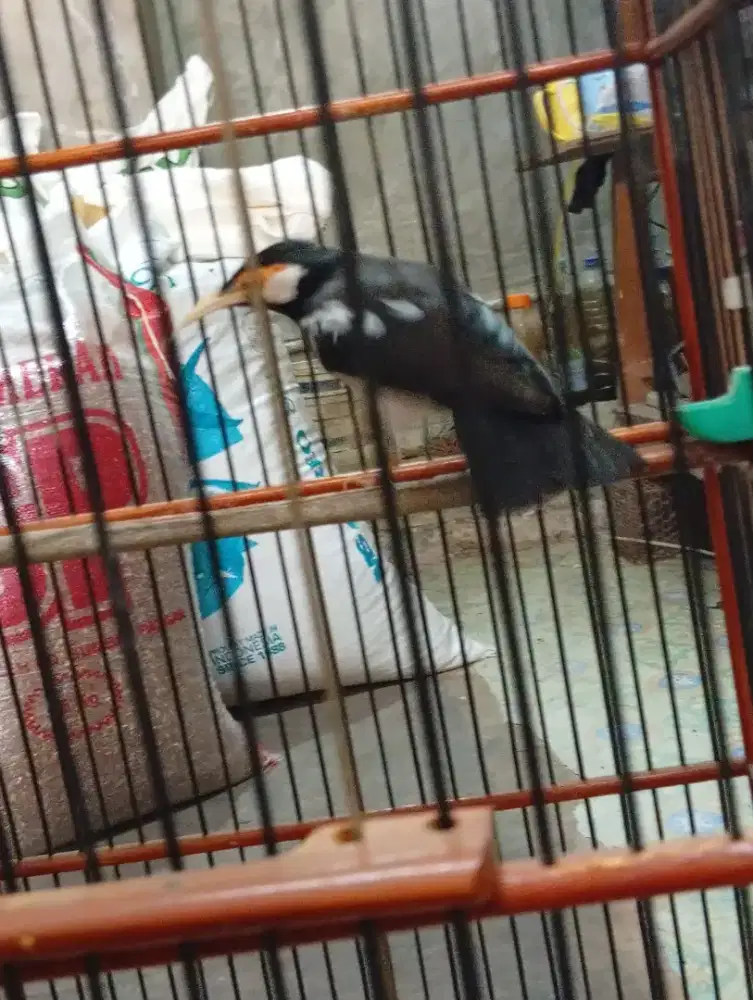 Burung jalak suren udh mompa