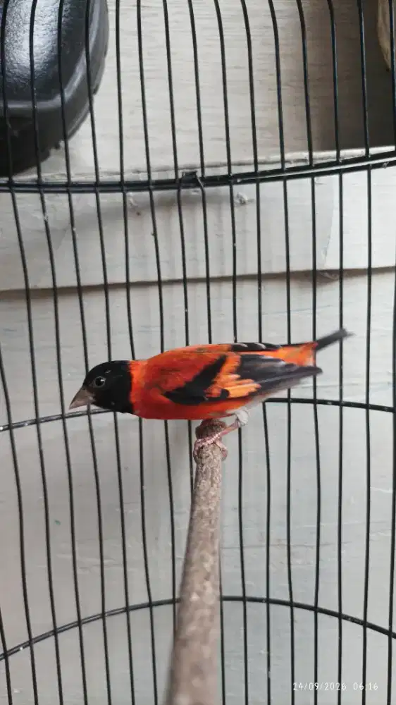 Red siskin rajin gacor ngerol panjang