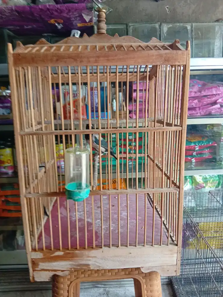 Burung jalak mawar bunyi semaunya