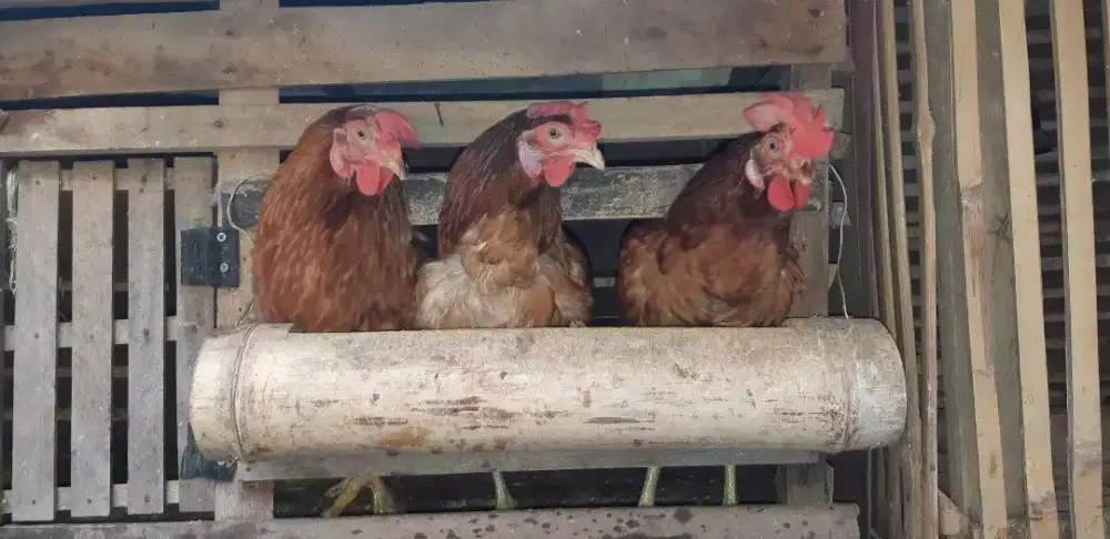 Ayam petelur produktif