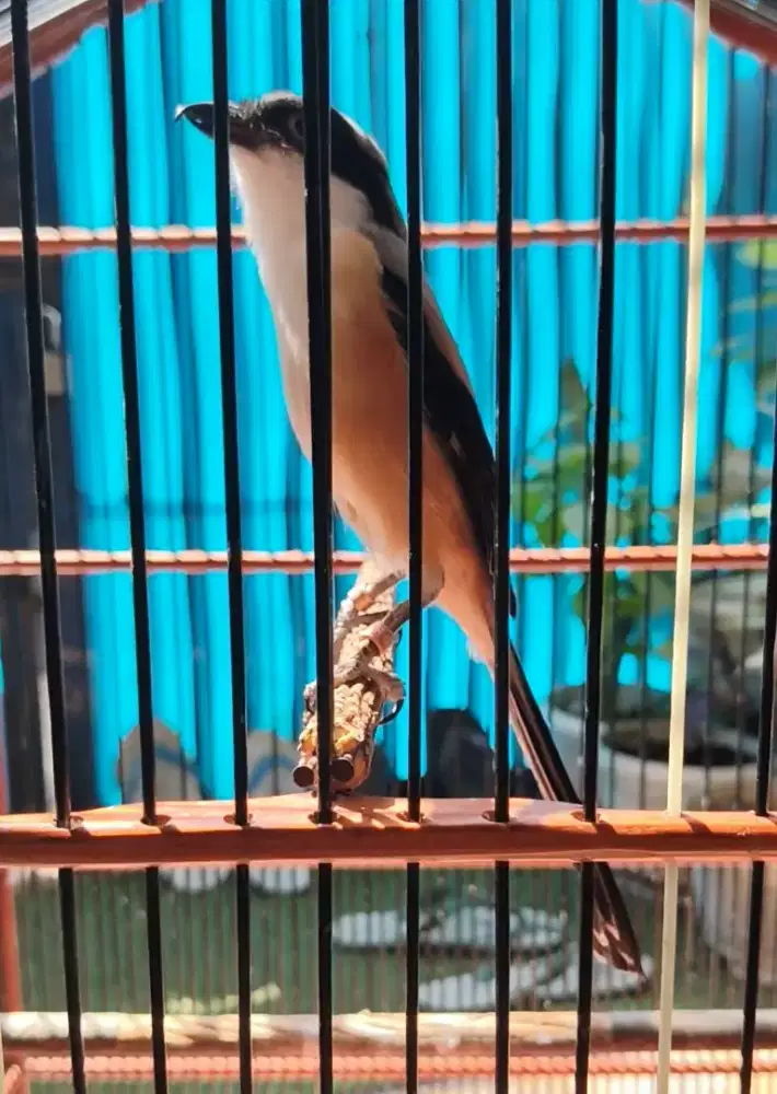 Jual burung cendet gacor dewasa fullset