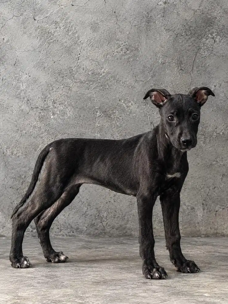 anak anjing pitbull