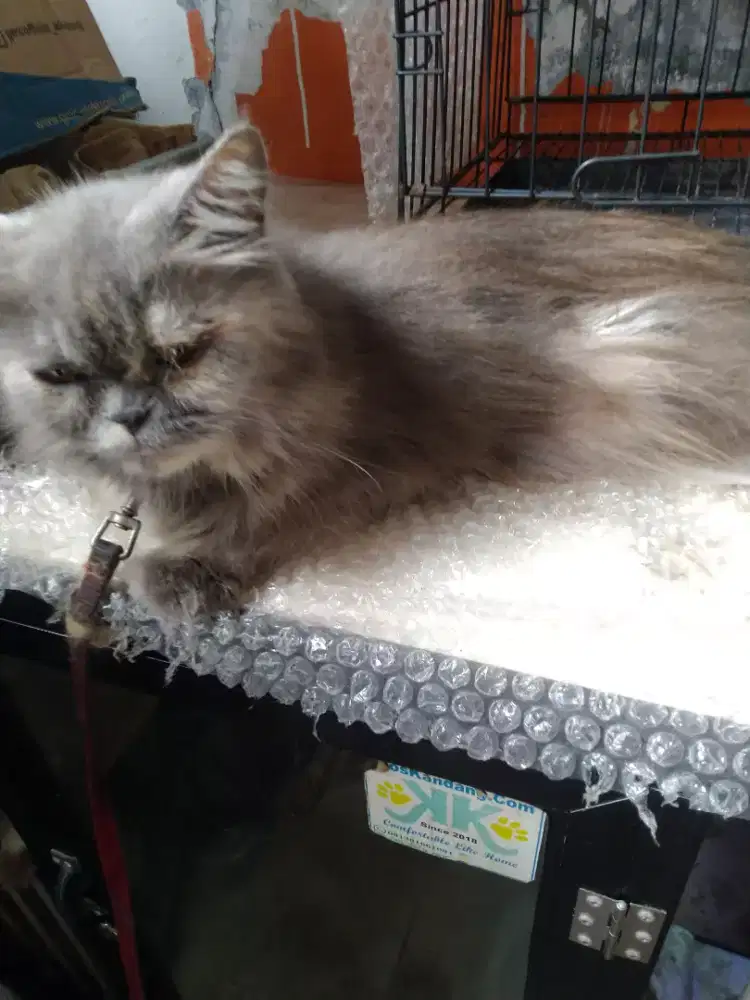 Kucing Persia kalem