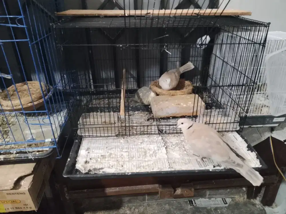 Jual sepasang puter lokal