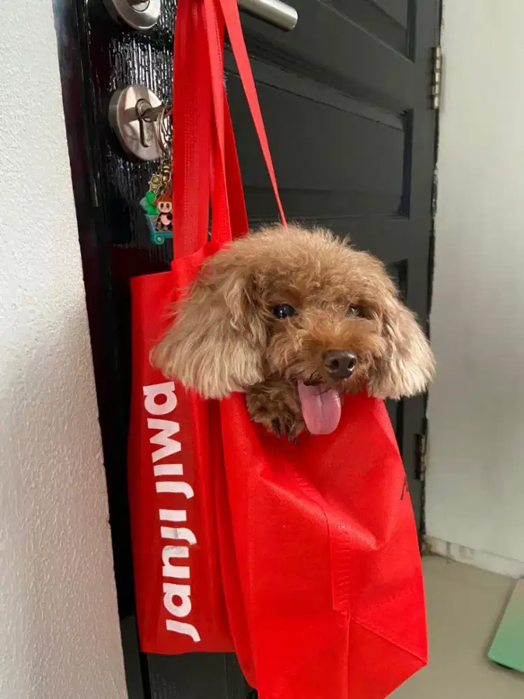 Jual Anjing toy poodle