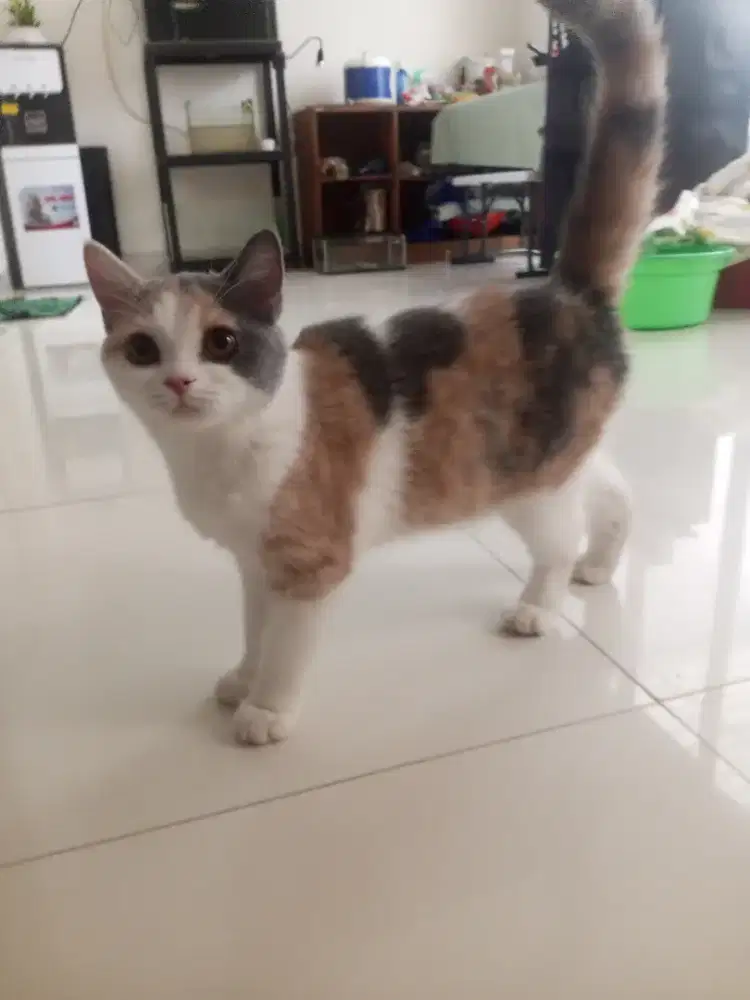 kucing bsh pure calico
