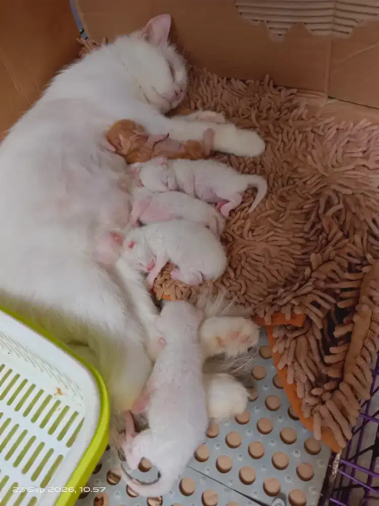Over adop kucing persia borongan ama anaknya ada 5 ekor