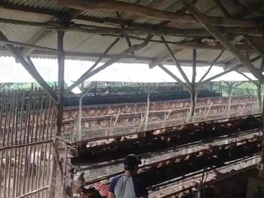 Dijual cepat kandang ayam petelor, sehari 7,3 ton telor  lokasi Bogor