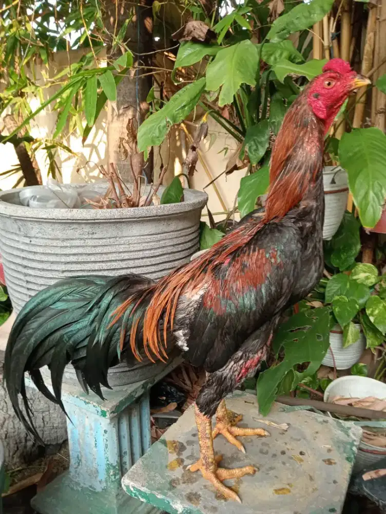 Ayam  Bangkok wiring ukur 4,5