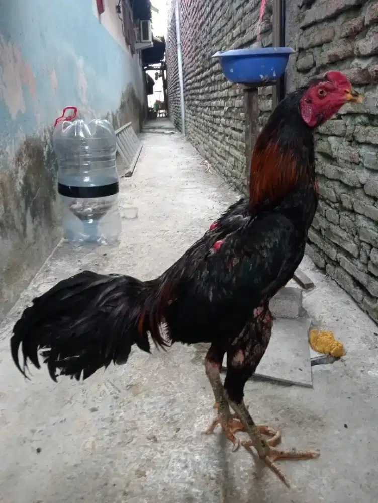 Ayam Bangkok klasik pkulnkeras