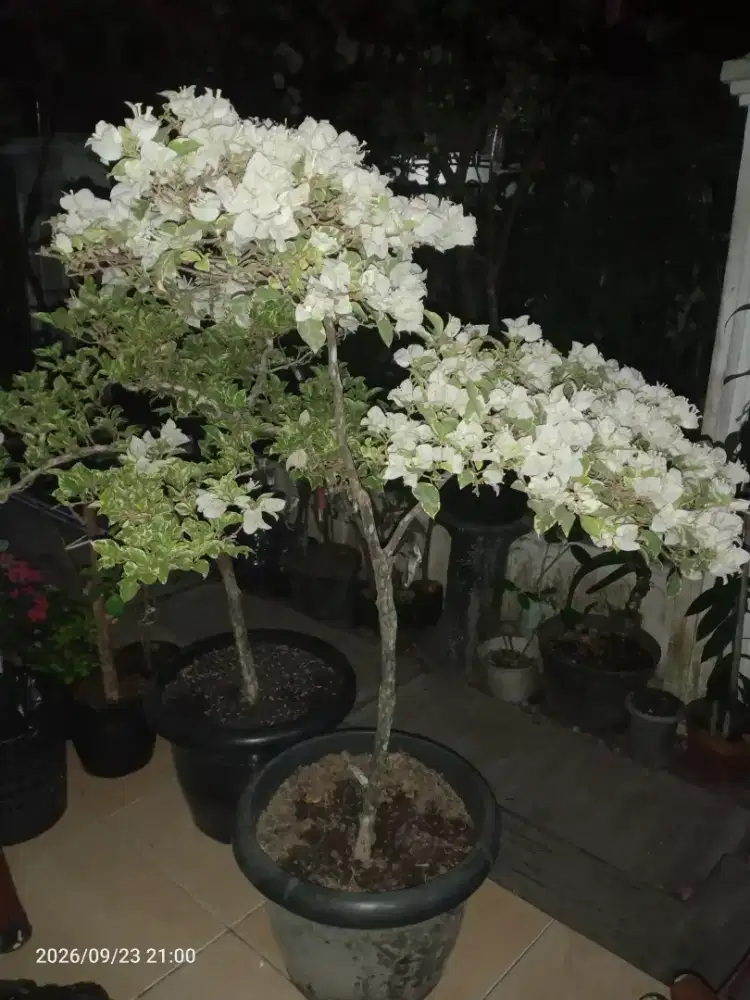 Bunga Bugenvil Varigata Putih Tinggi 1m, Semi Bonsai, Tanaman Hias