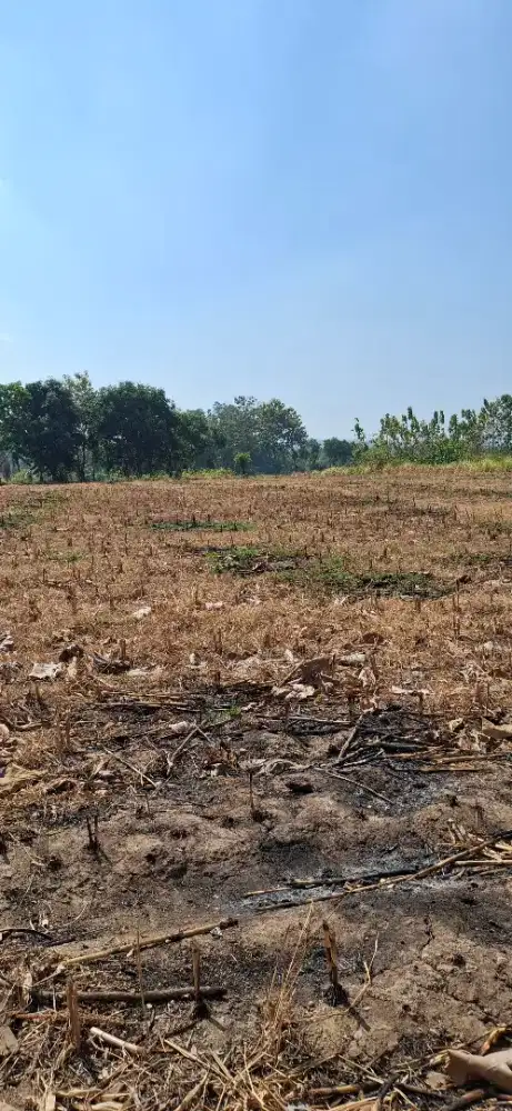 JUAL Tanah 4.982 m.  Muka 36 m  Pangkah Kab Tegal