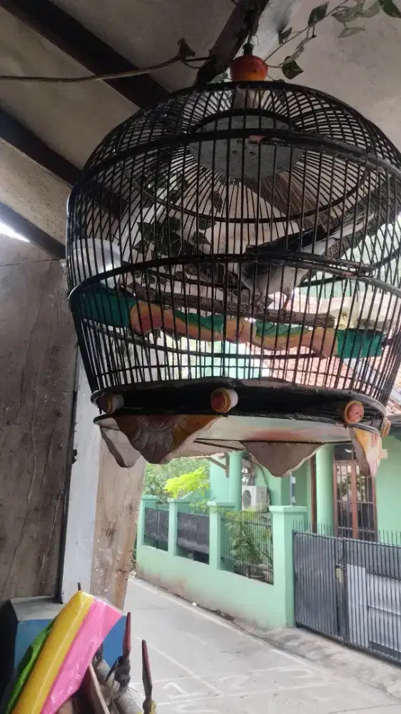 BURUNG CUHU FULL SET