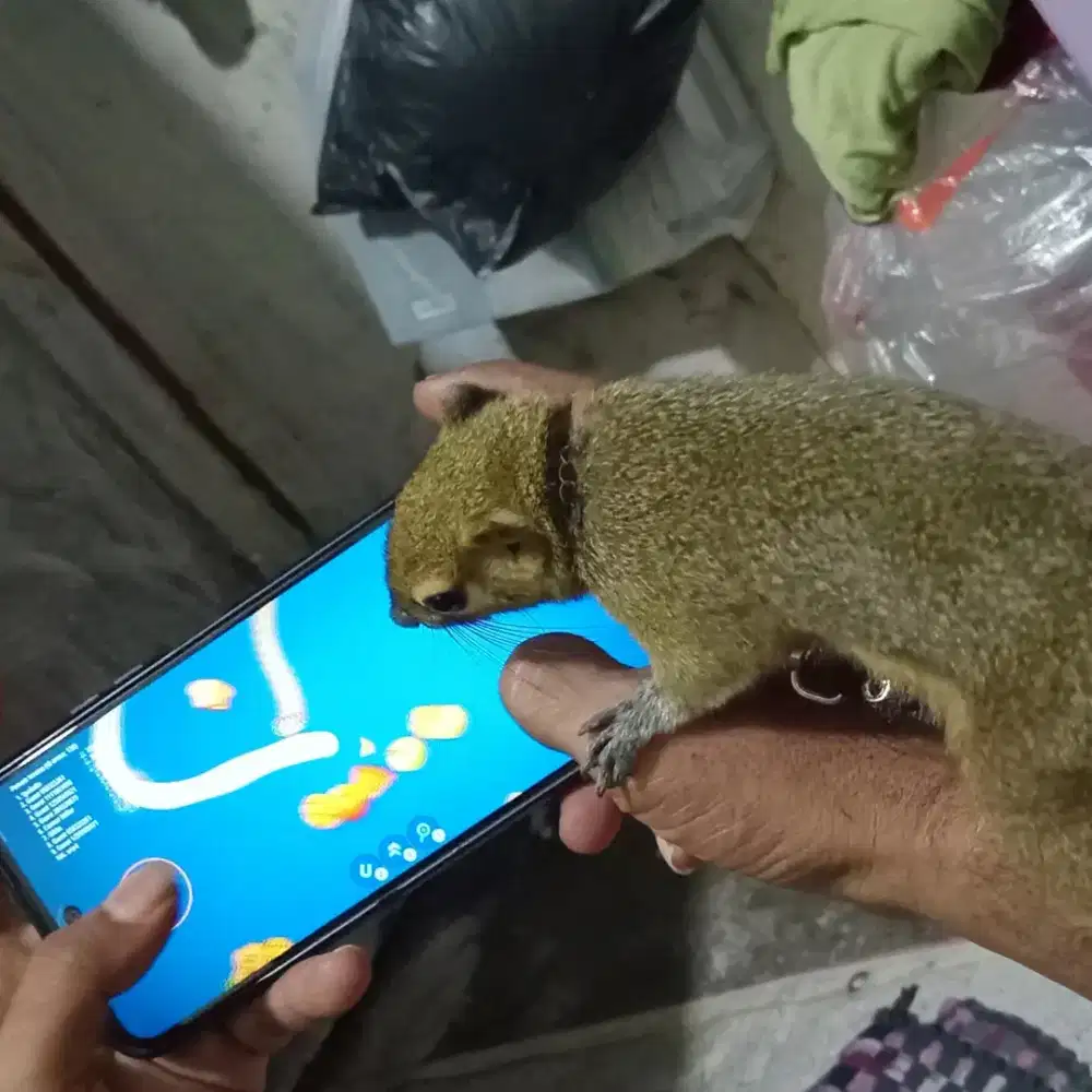 Tupai kelapa jantan dewasa jinak