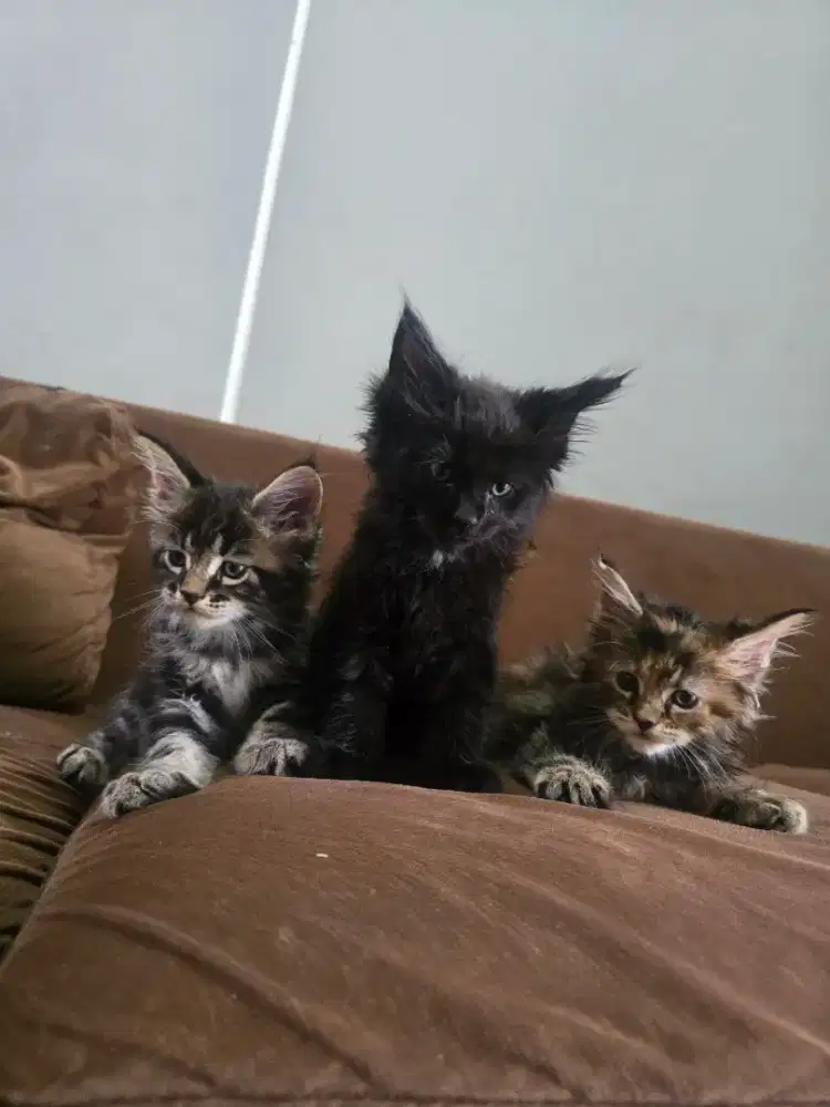 kitten Maincoon