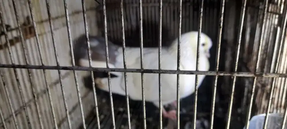 Burung dara pos
