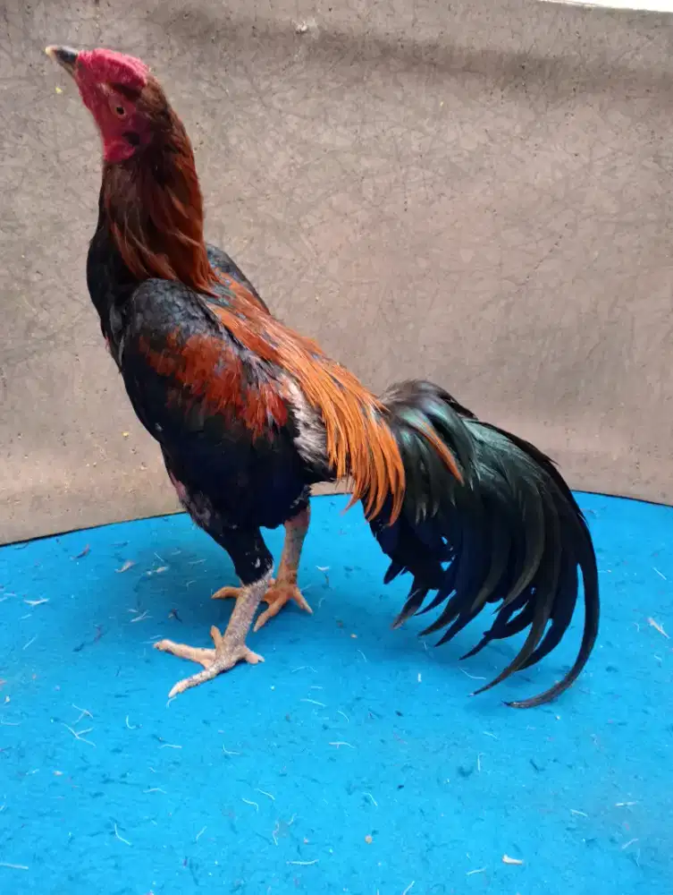 Ayam Bangkok wiring ukuran 4,5 an