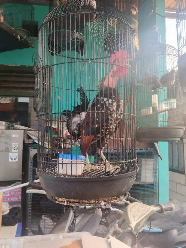 Ayam Kate dewasa dan ayam Bangkok