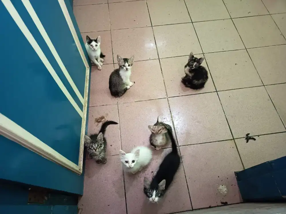 FREE ADOPT KUCING 2 BULAN