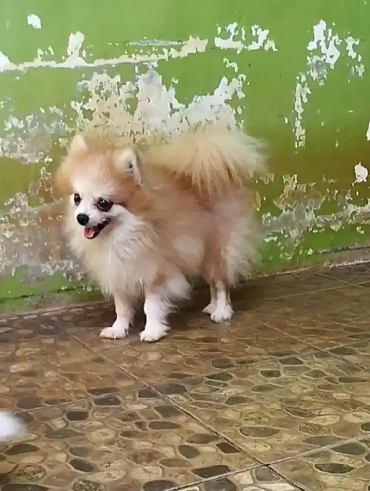 Mini pom jtn no stb raja kawin..