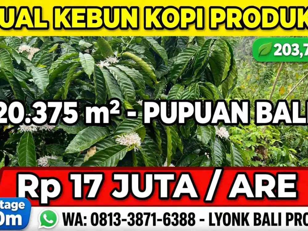 Dijual kebun kopi produktif siap panen harga murah view bagus di tabanan bali