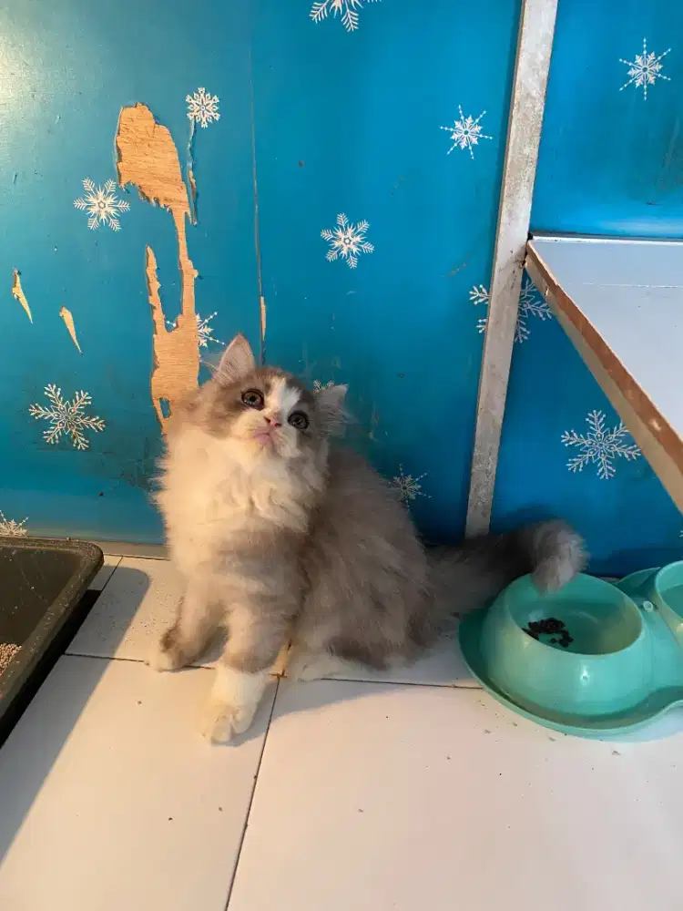 Kucing Ragdoll x Flatnose Bigbone