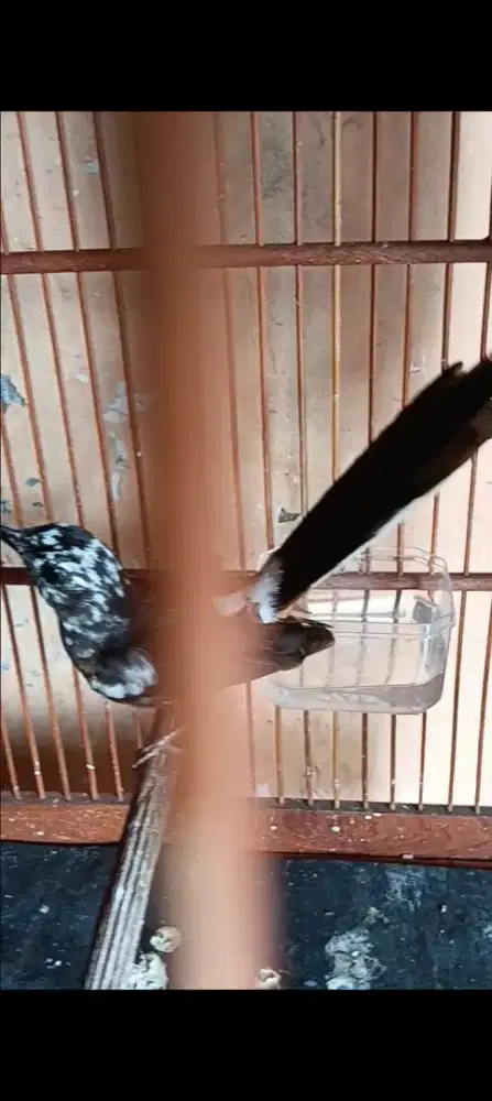 Murai betina blorok Extreme