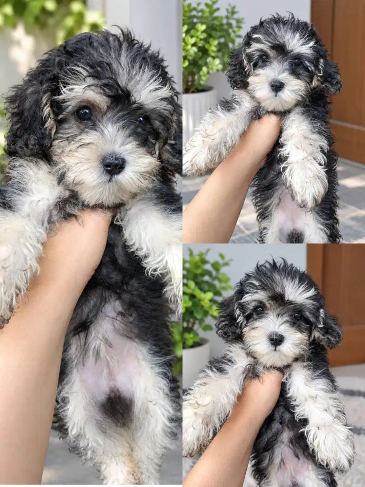 DIJUAL ANAK TOY PODDLE