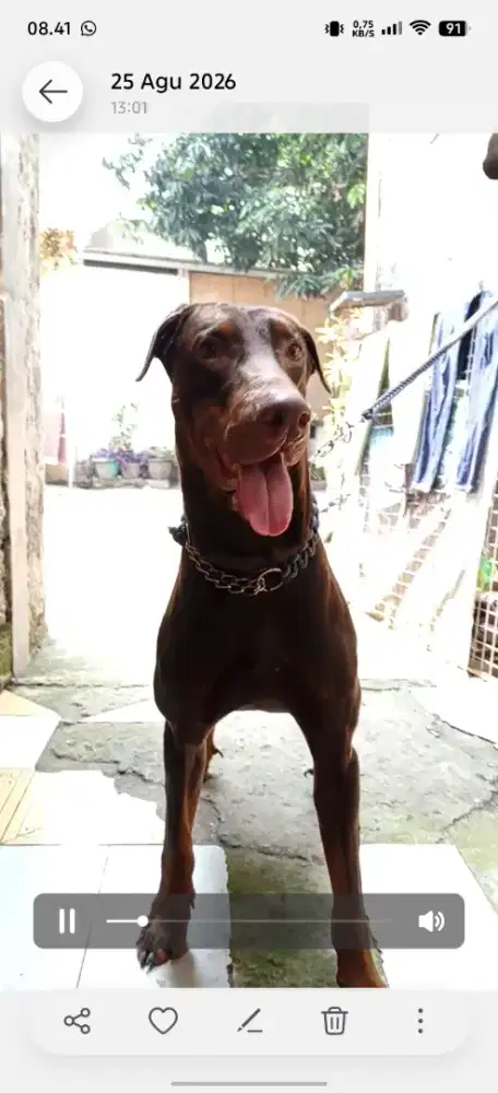 Doberman jantan setambum bisa buat pejantan