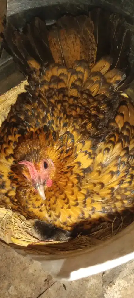 Anakan ayam Kate usia 2 bulan