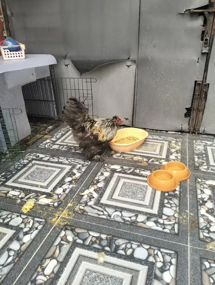 jual ayam hias bantam coachin blasteran brahma  lucu
