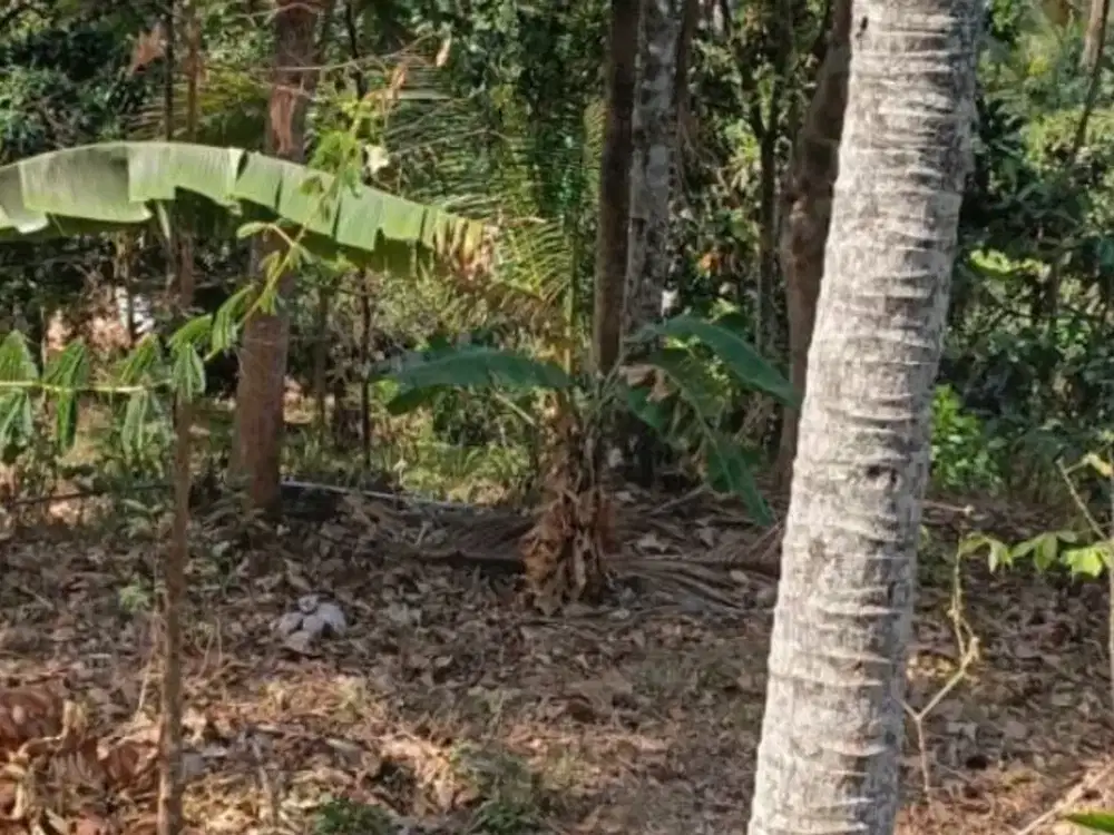 TANAH DI KUBUTAMBAHAN BULELENG