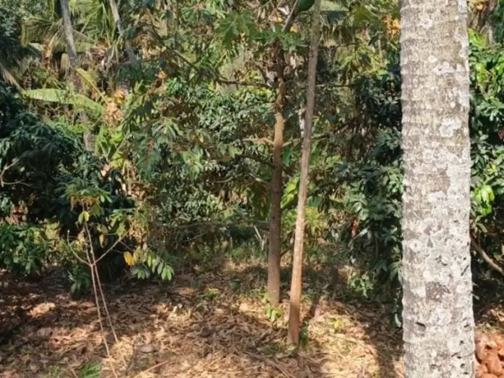 TANAH DI KUBUTAMBAHAN BULELENG