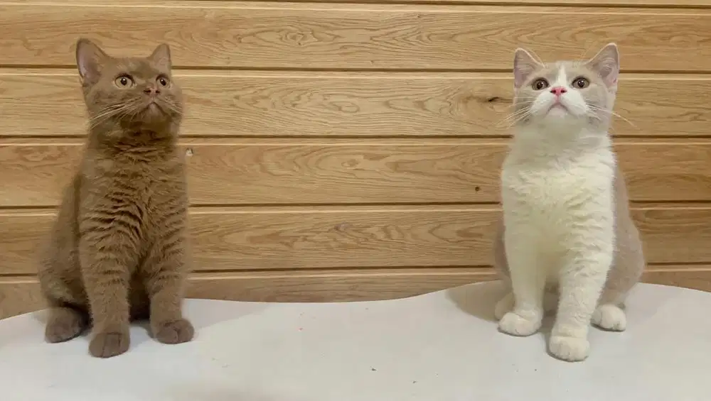BSH (BRITISH SHORTHAIR)