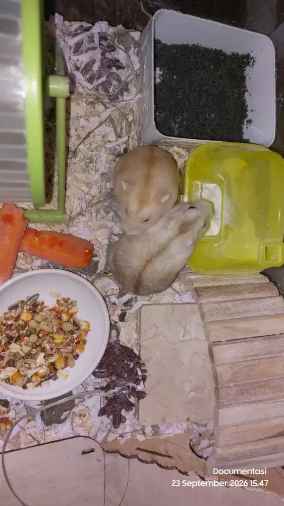 1 pasang Hamster Jenis Golde