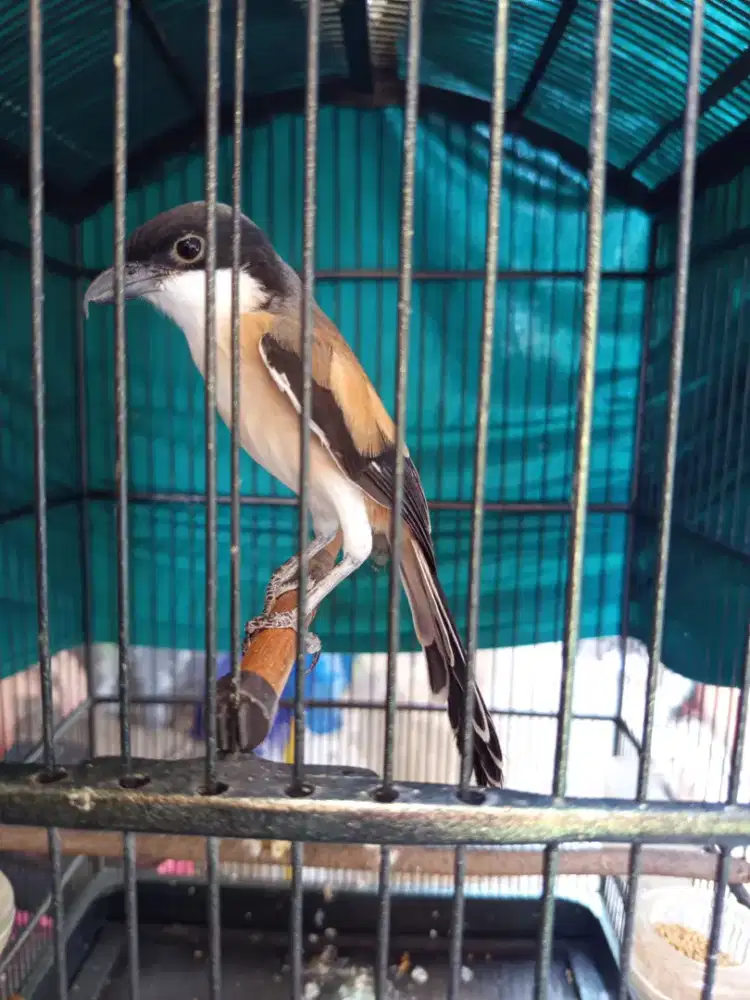 Cendet ORI Madura KTP Sampang Plosok