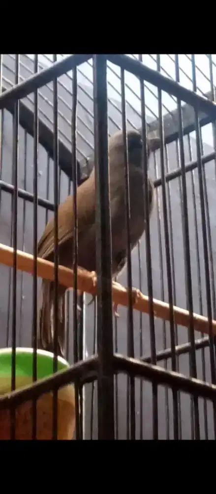 burung poksay pipi hitam