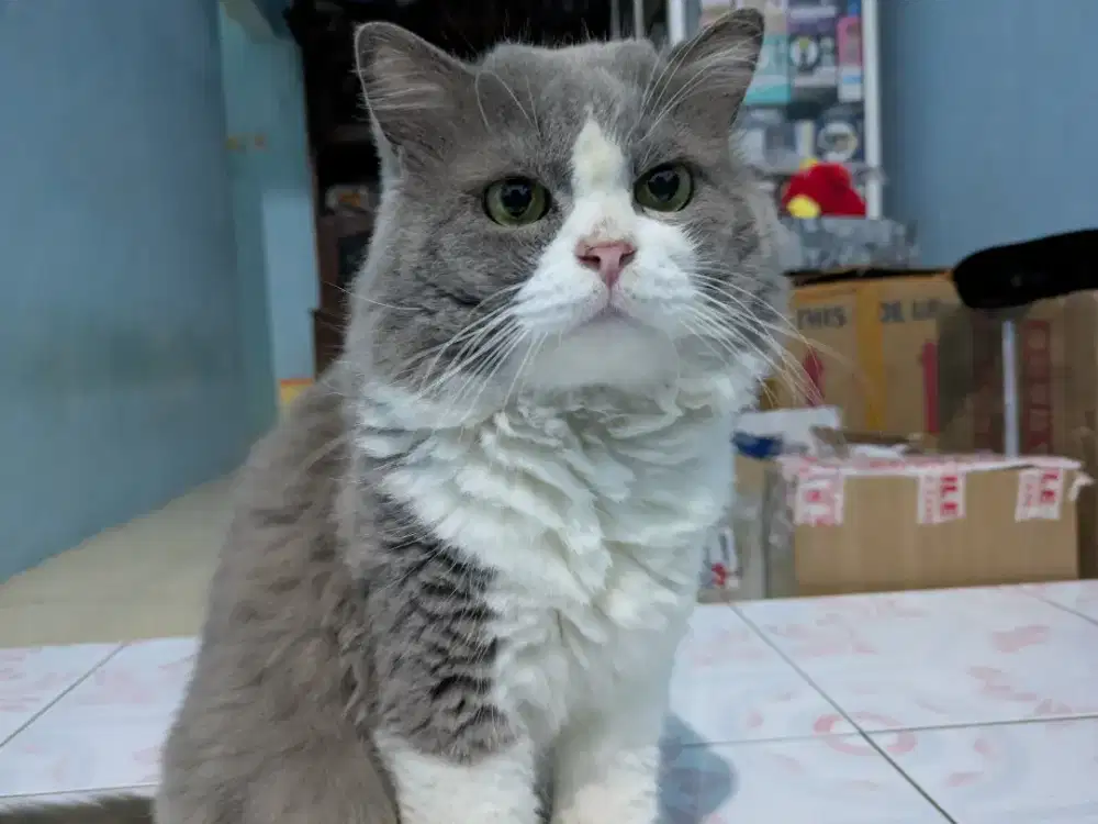 Kucing jantan persia medium seperti bsh (Cek Deskripsi)