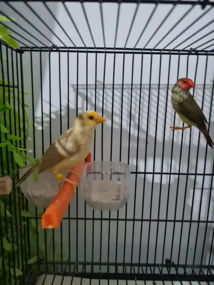 Starfinch pasangan ready 3 pasang