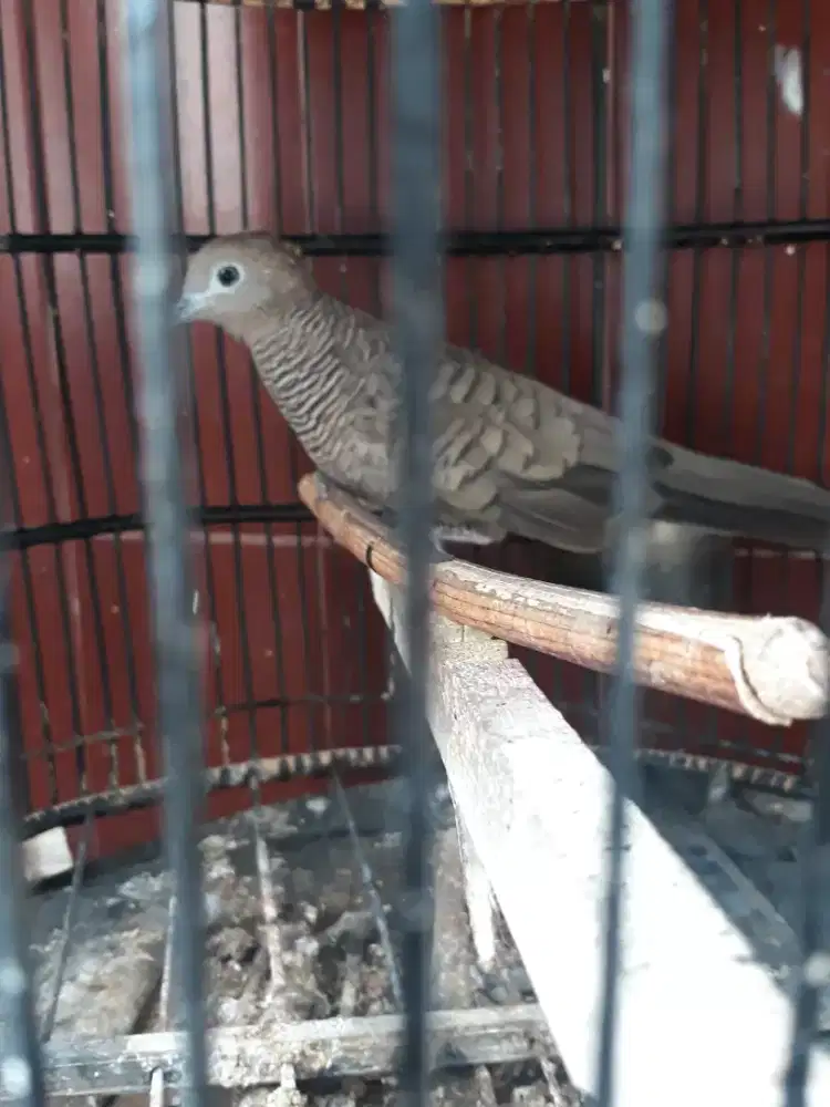 perkutut hitam lurik camani udah bunyi